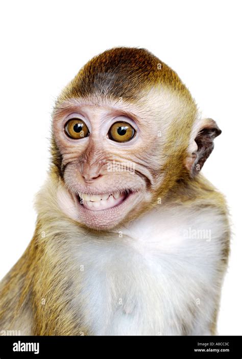 monkey stock photo